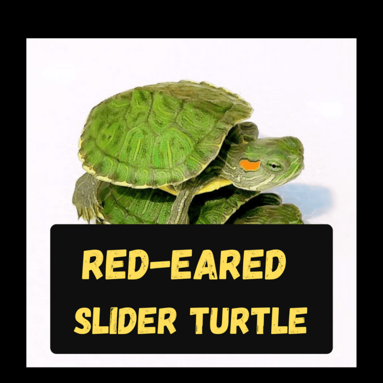 Read more about the article Is red-eared slider Turtle legal in India ?