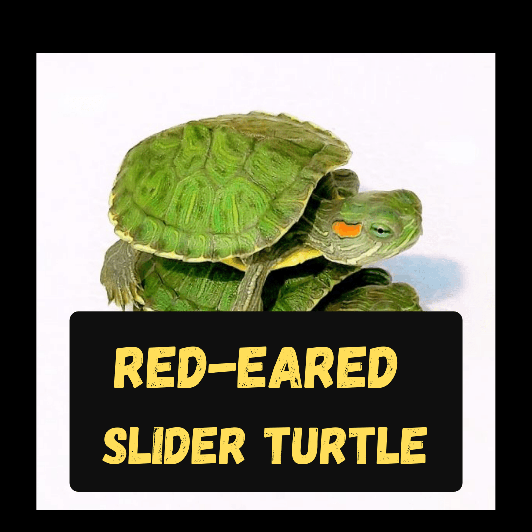 You are currently viewing Is red-eared slider Turtle legal in India ?