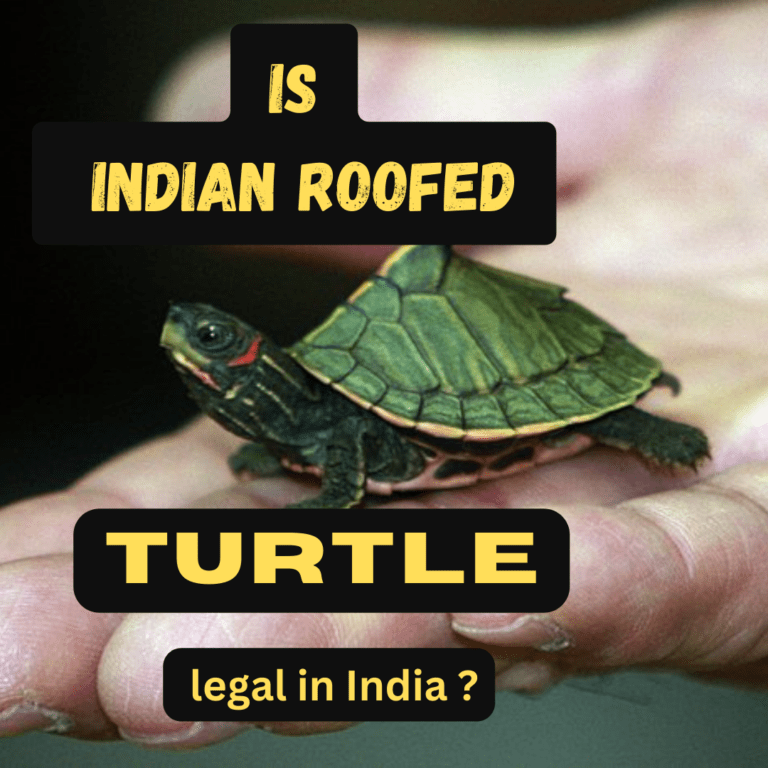 Read more about the article Is Indian roofed turtle legal Pet in India ?